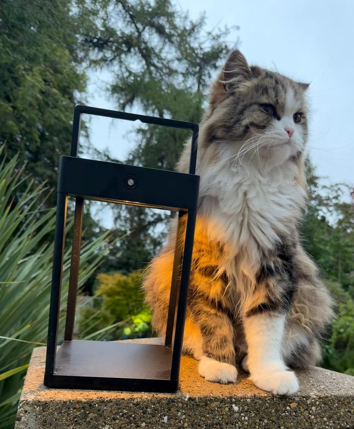 Customer photo review of Luxury Metal Solar Lantern