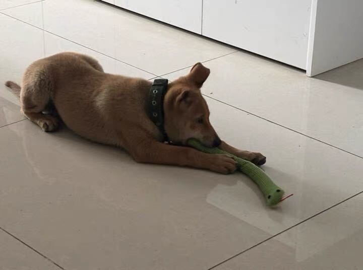 Customer photo review of Calming Snake