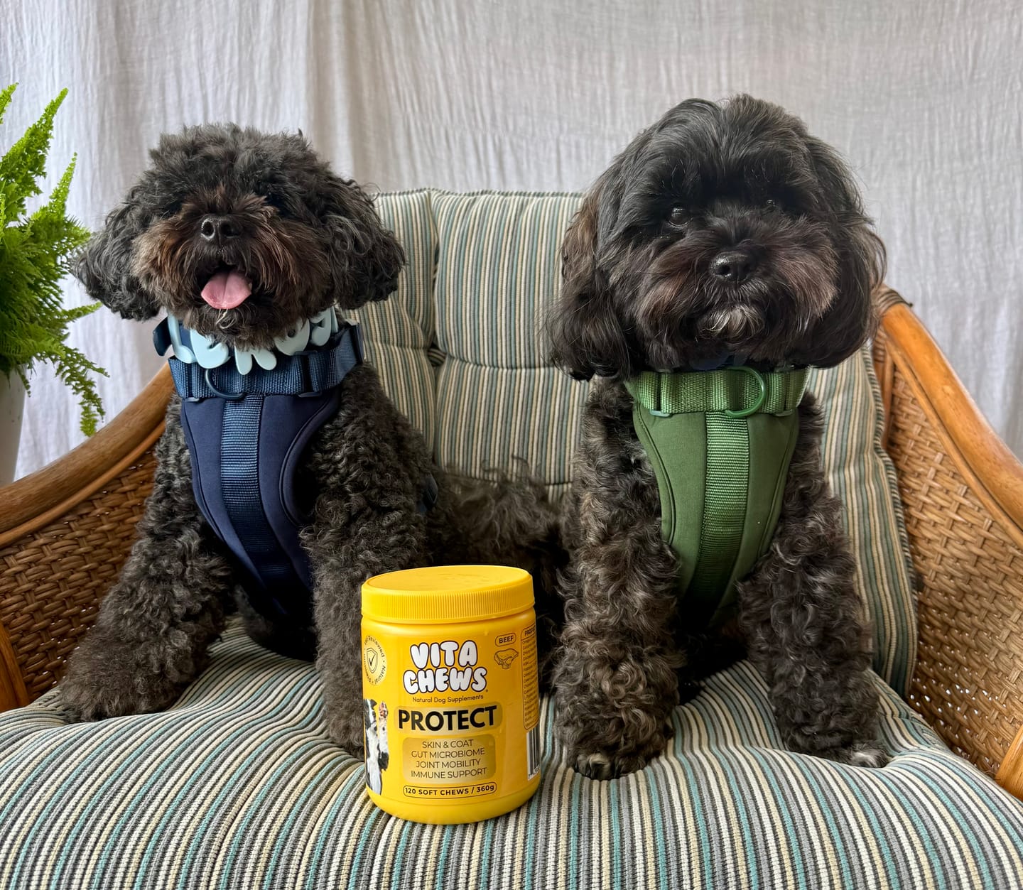Customer photo review of Collar & Harness Set - Personalised