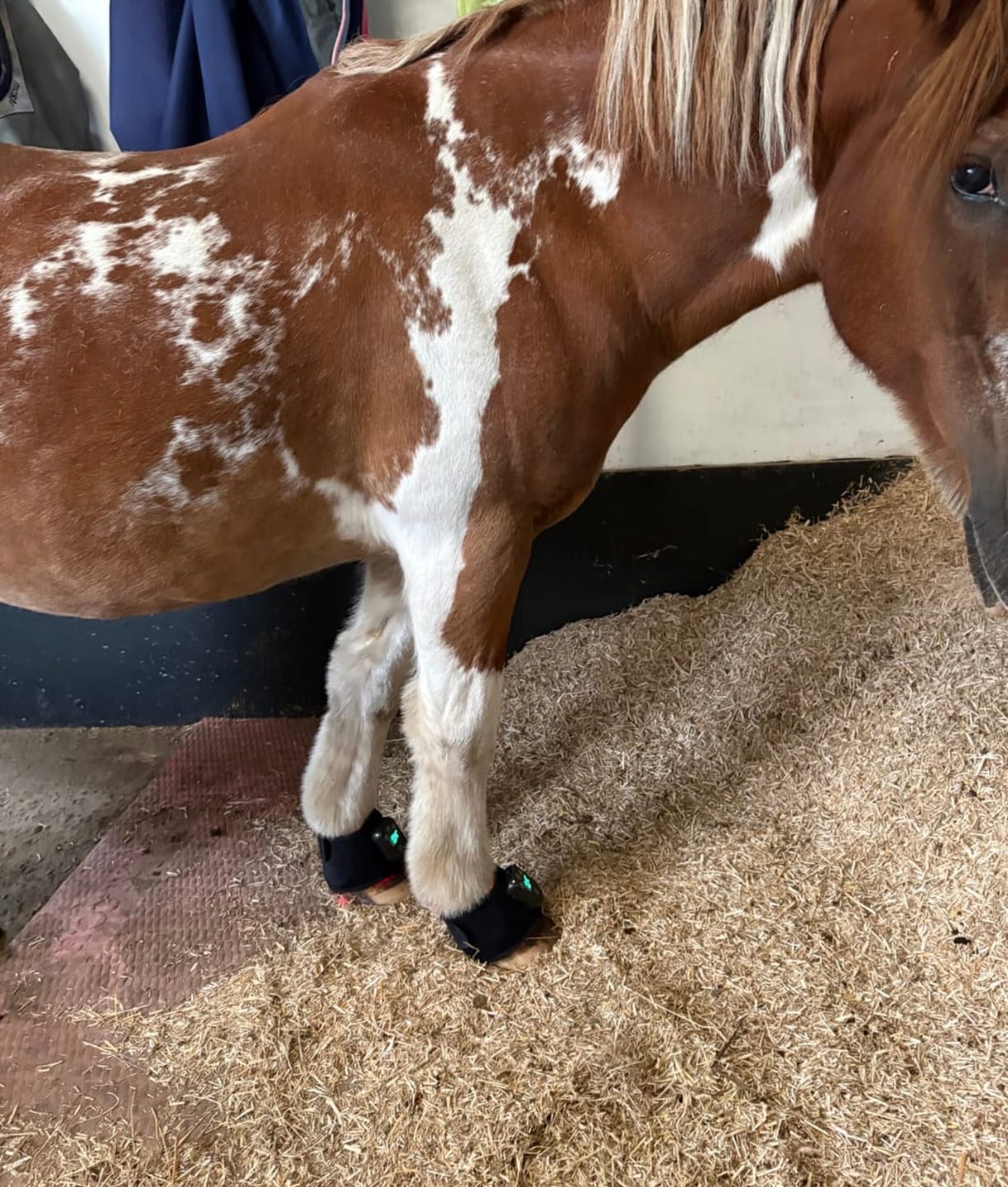 Customer photo review of Lumivo – Rotlicht-Manschette für Huf & Fessel
