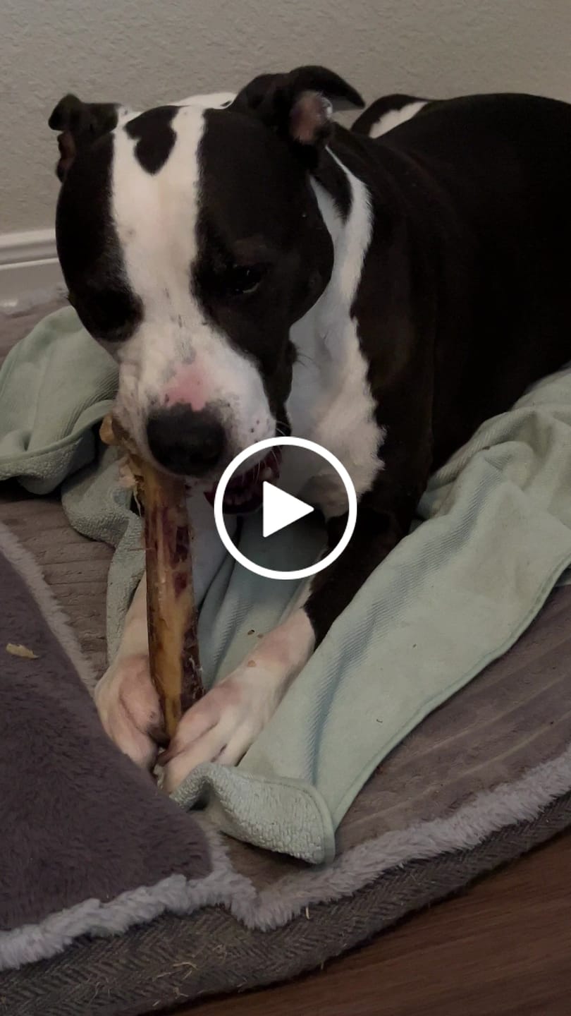 Customer video review of Medium Ostrich Cane (10" x 3"): The Long-Lasting, Flavor-Packed Chew for Medium & Large Dogs