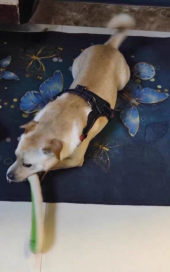 Customer photo review of Calming Snake