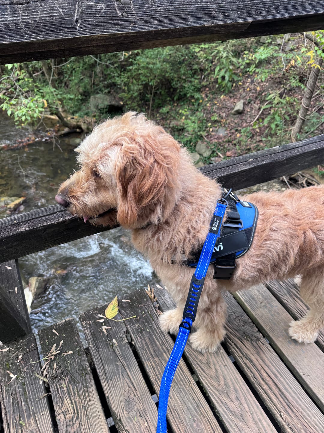 Customer photo review of Bungee Leash
