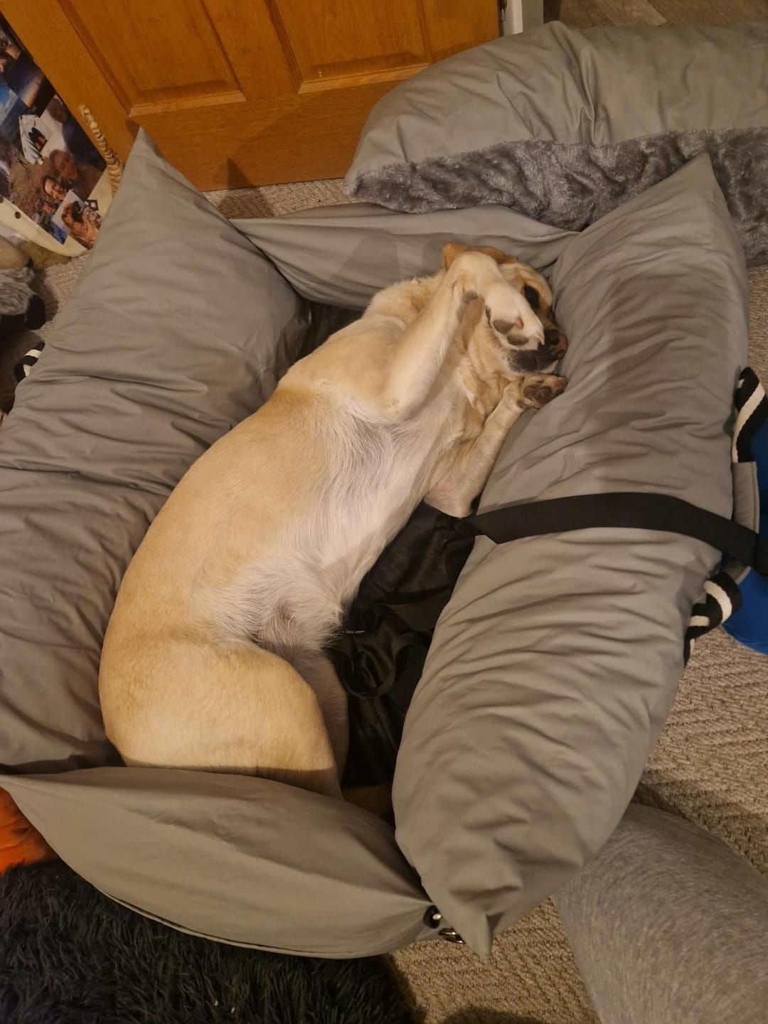 Customer photo review of Dog Dock V2 New & Improved ISO Fix
