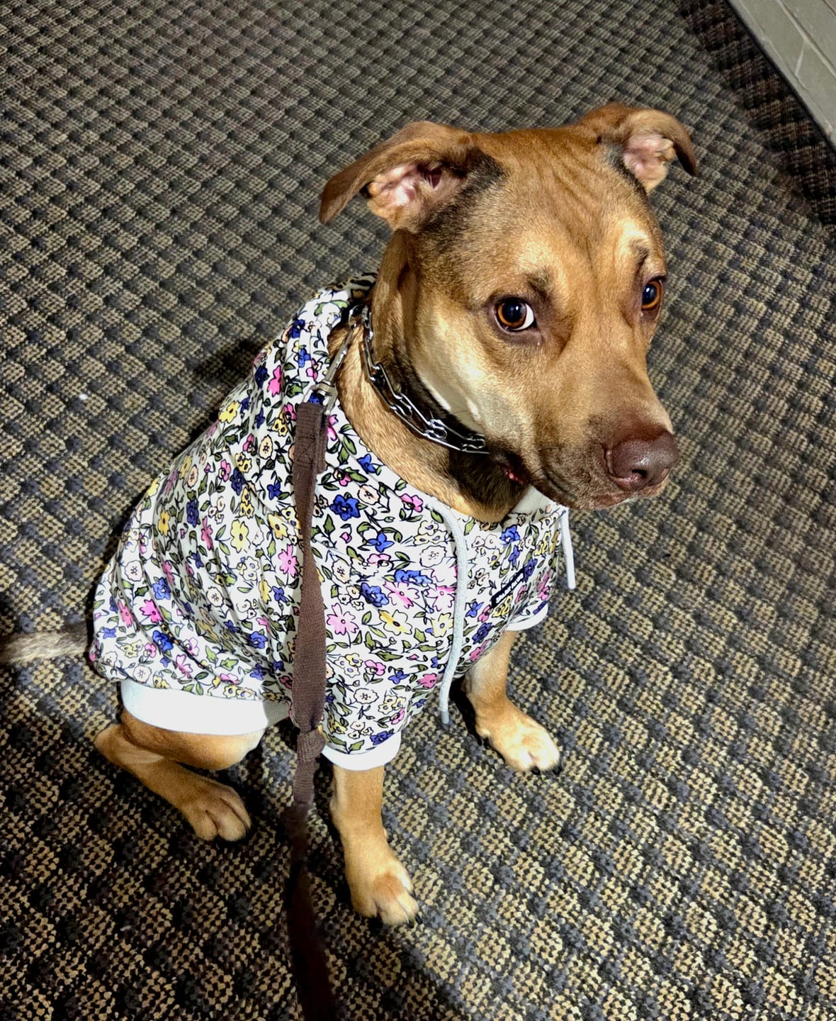 Customer photo review of Vintage Flower Dog Hoodie - Light Grey