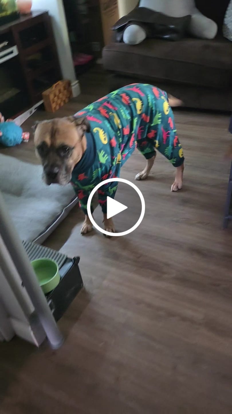Customer video review of Dog Pajama - Dinosaurs