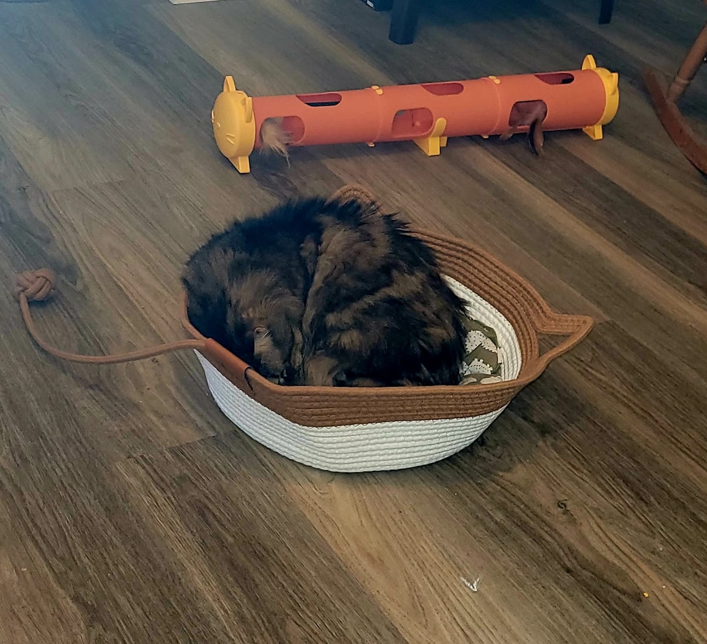 Customer photo review of Instinct Basket | Meet the first research-backed natural territory for indoor cats