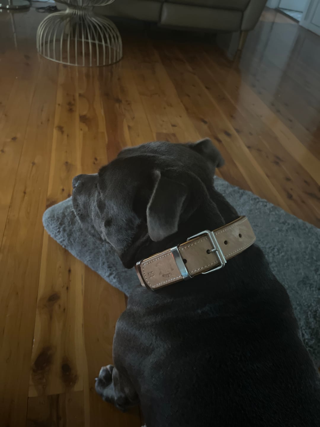 Customer photo review of Hand Made Leather Dog Collar - Classic Buckskin & Chrome (Regular Fit)