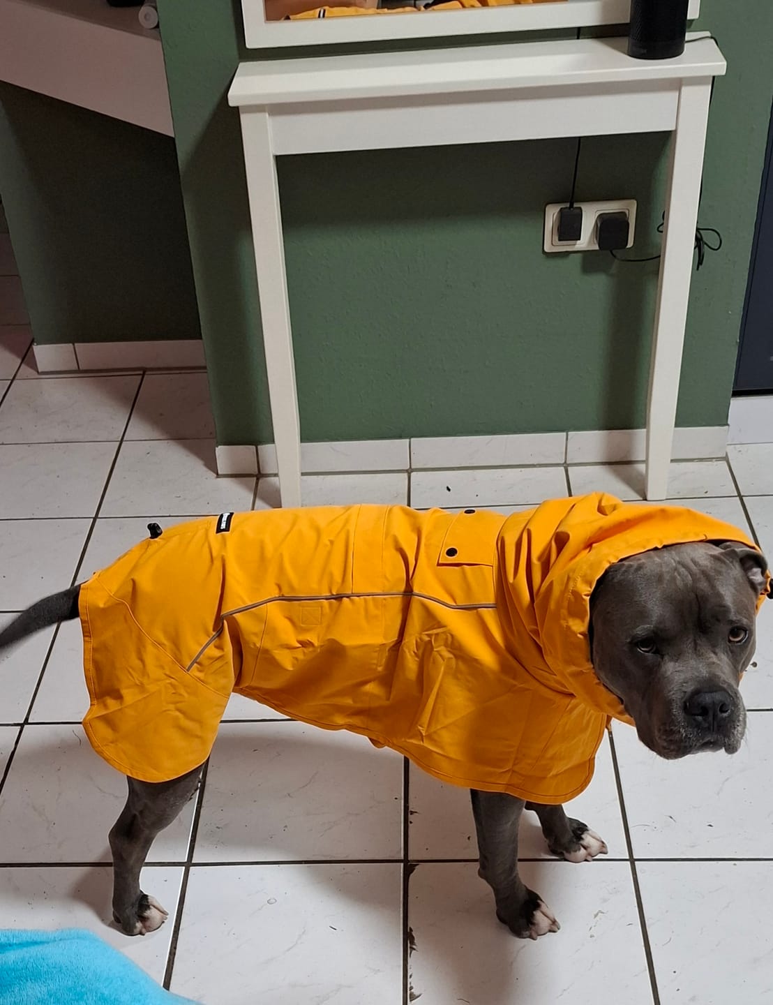 Customer photo review of Color Block Dog Hoodies