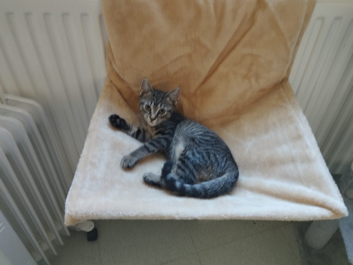 Customer photo review of Mousses riches en volaille & aux carottes (Chaton)