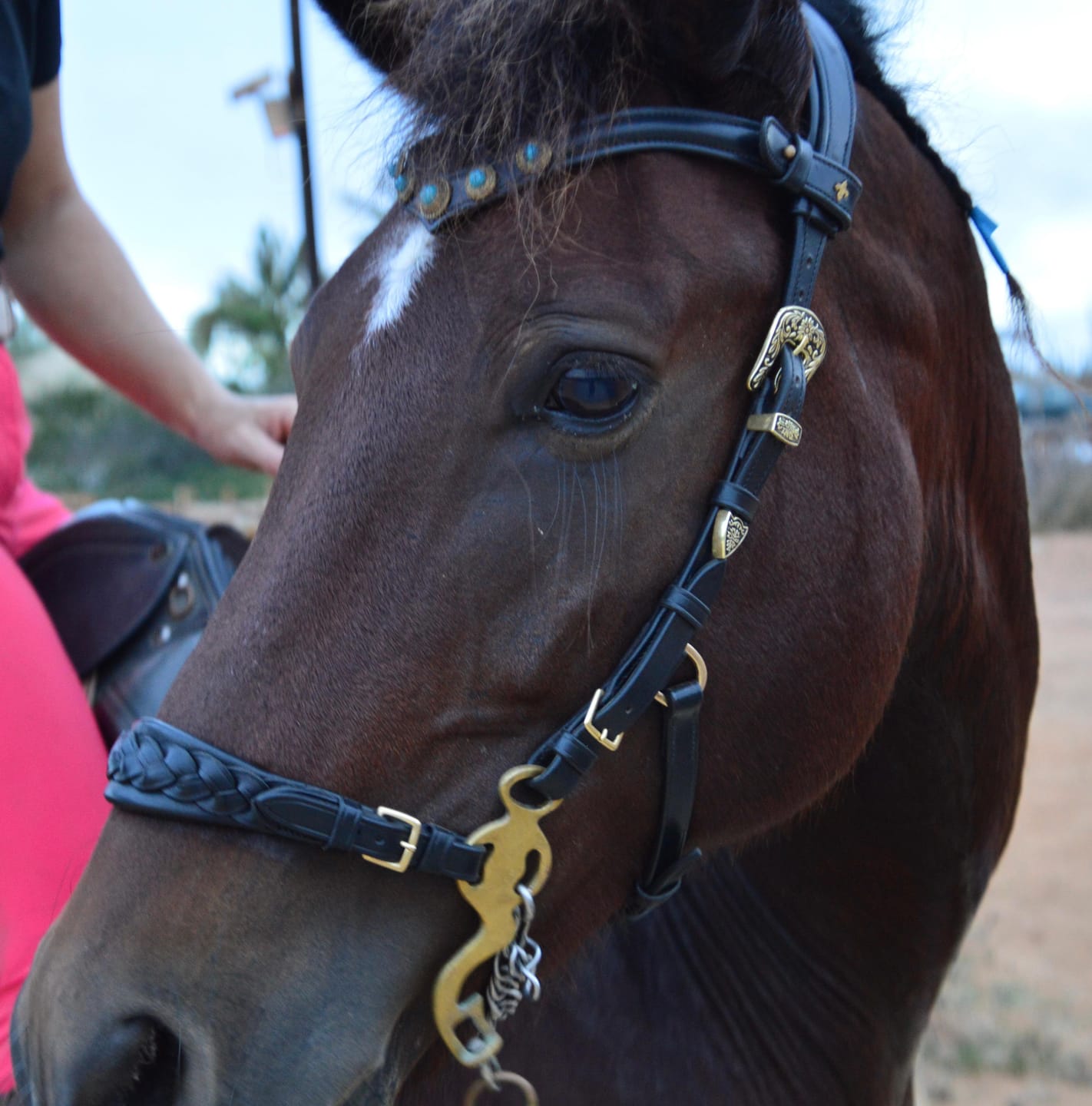 Customer photo review of Ella bridle