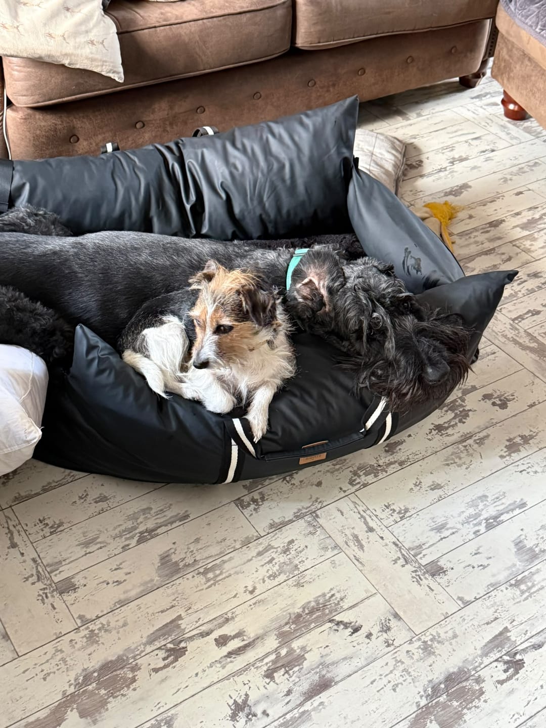 Customer photo review of Dog Dock V2 New & Improved ISO Fix