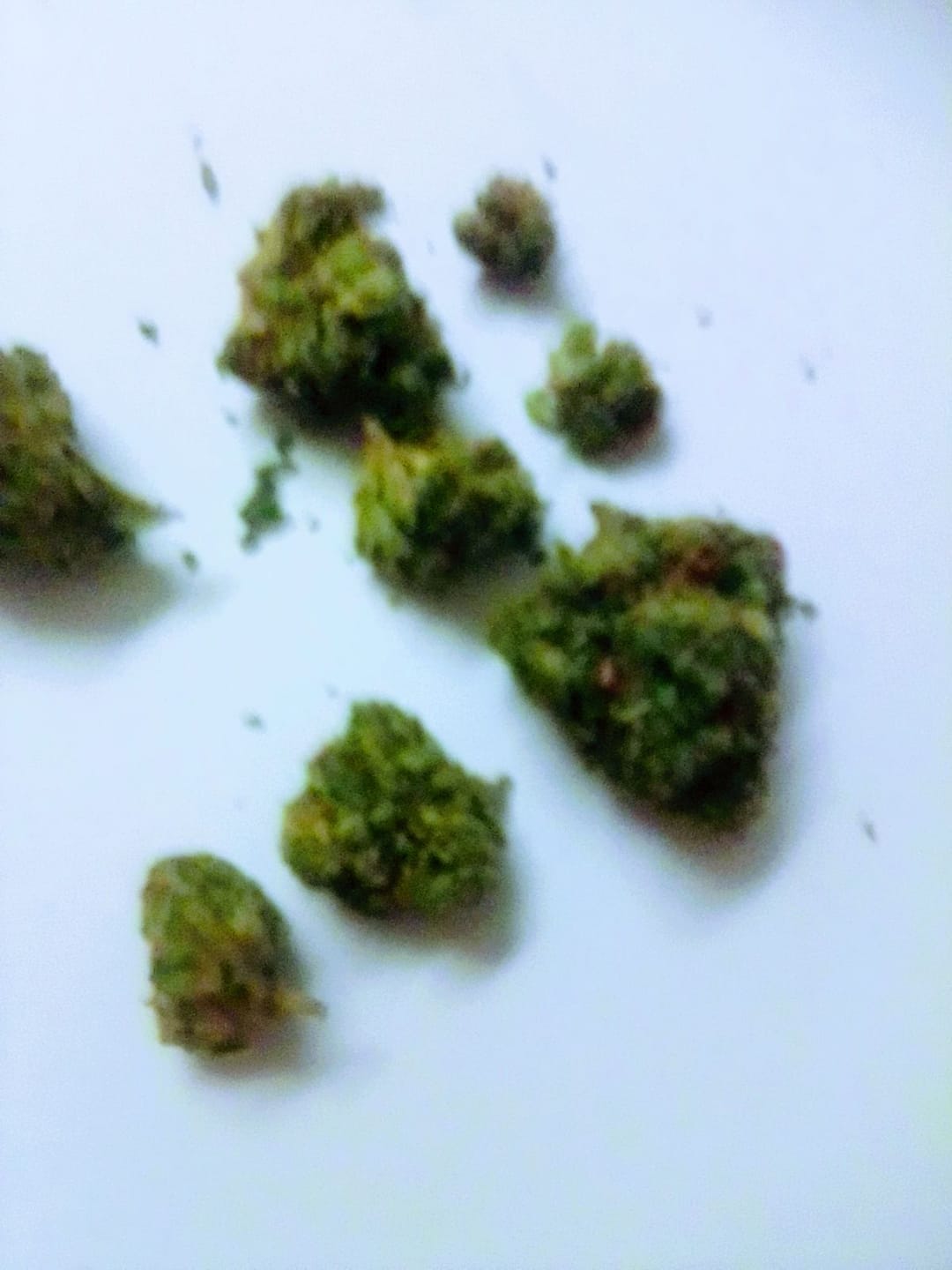 Customer photo review of Son of Mac – THCA Flower
