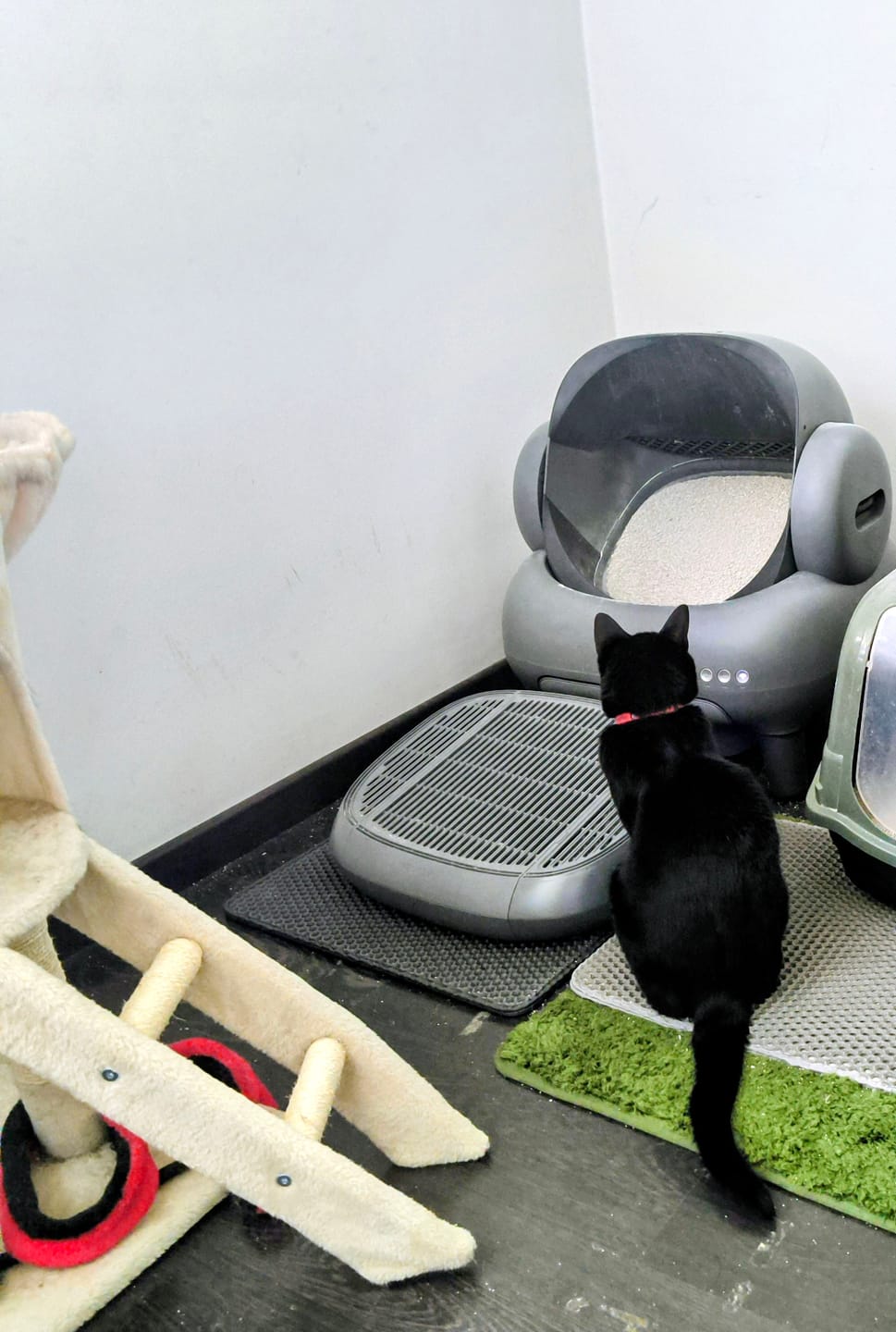Customer photo review of Neakasa M1 Plus Open Top Self-Cleaning Cat Litter Box
