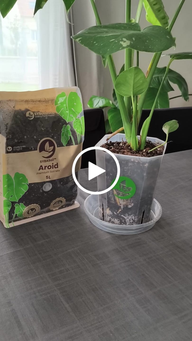 Customer video review of Square Clear Plant Pots