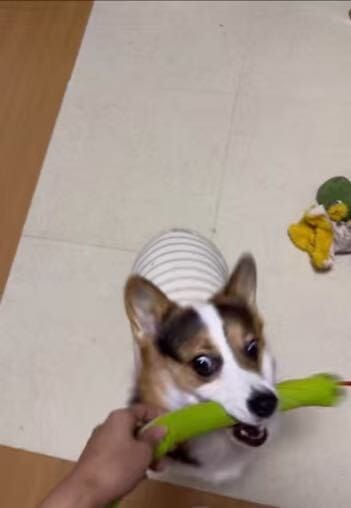 Customer photo review of Calming Snake