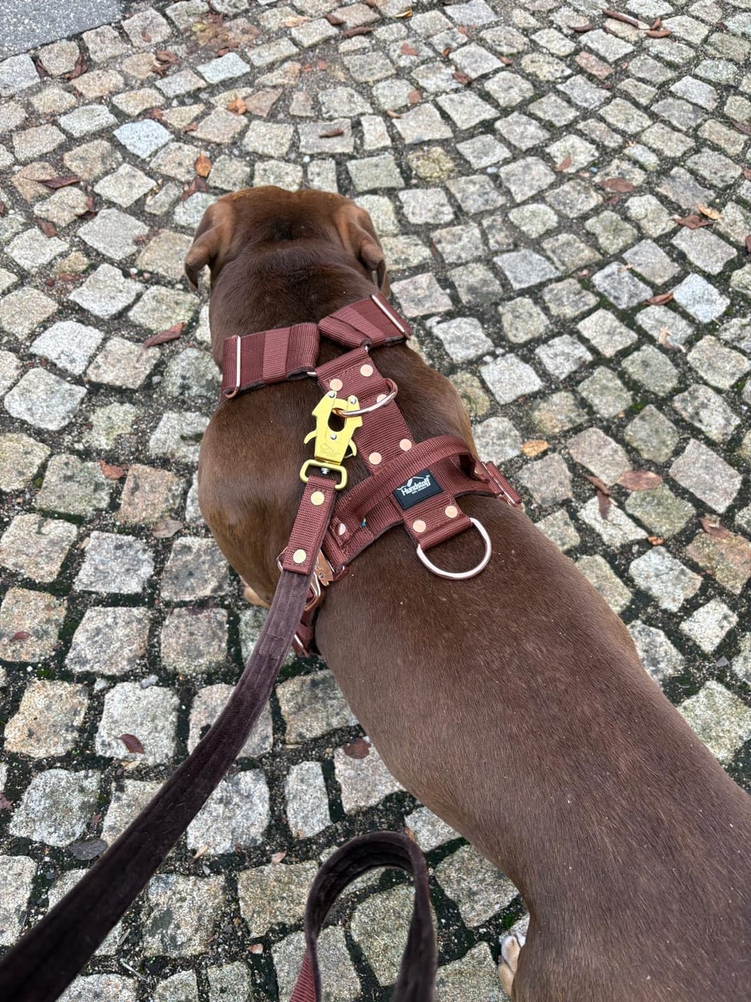Customer photo review of Easy Walk Extreme Rose Edition Dark Brown