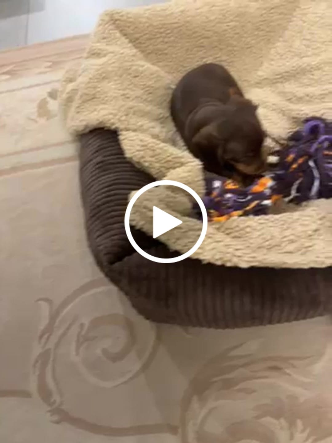 Customer video review of Divanetto Velluto a Coste Cioccolato