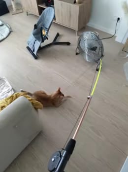 Customer photo review of Caña para jugar con gatos: juega sin arañazos