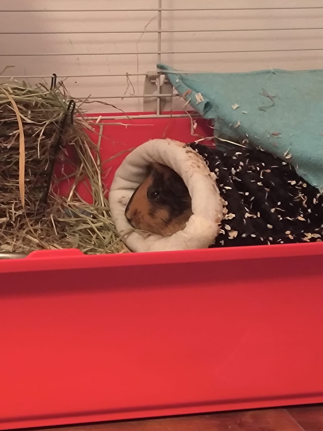 Customer photo review of Extra Soft Sleep Sack for Guinea Pigs | Bold Black