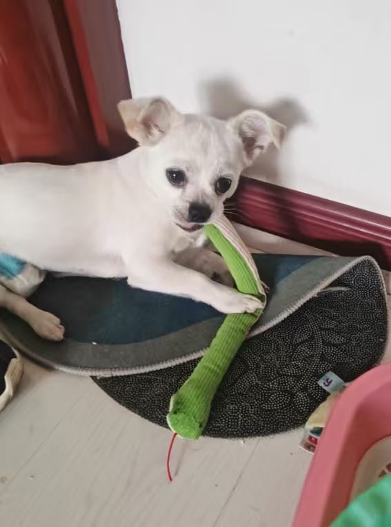 Customer photo review of Calming Snake