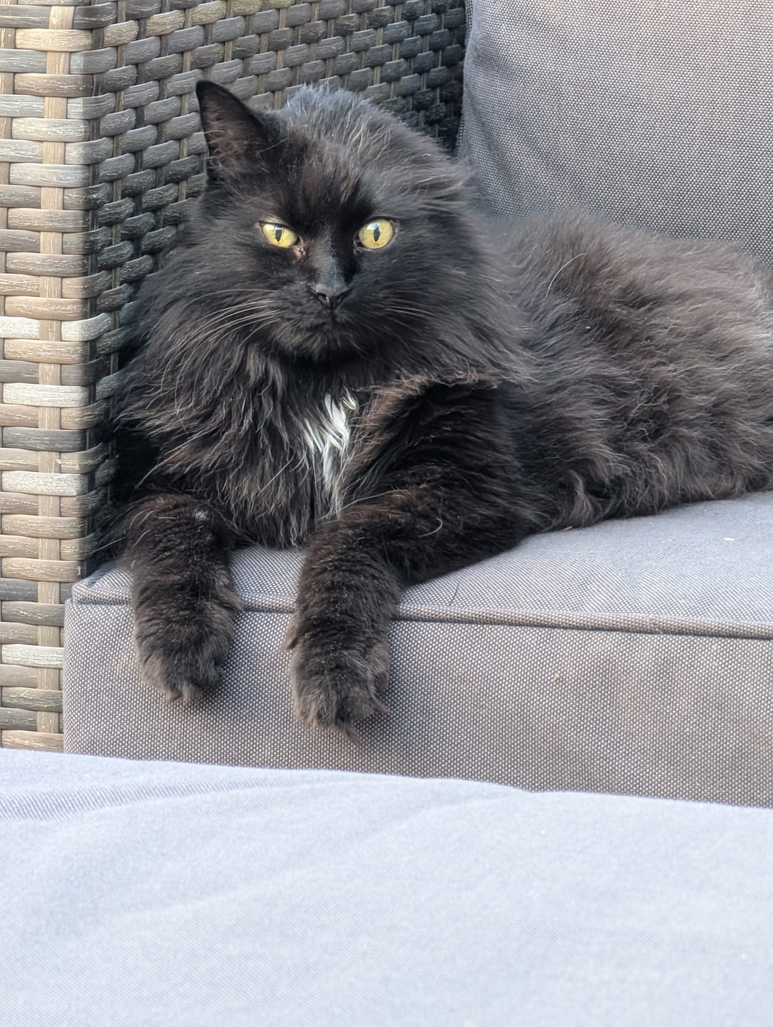 Customer photo review of Fit Litter
