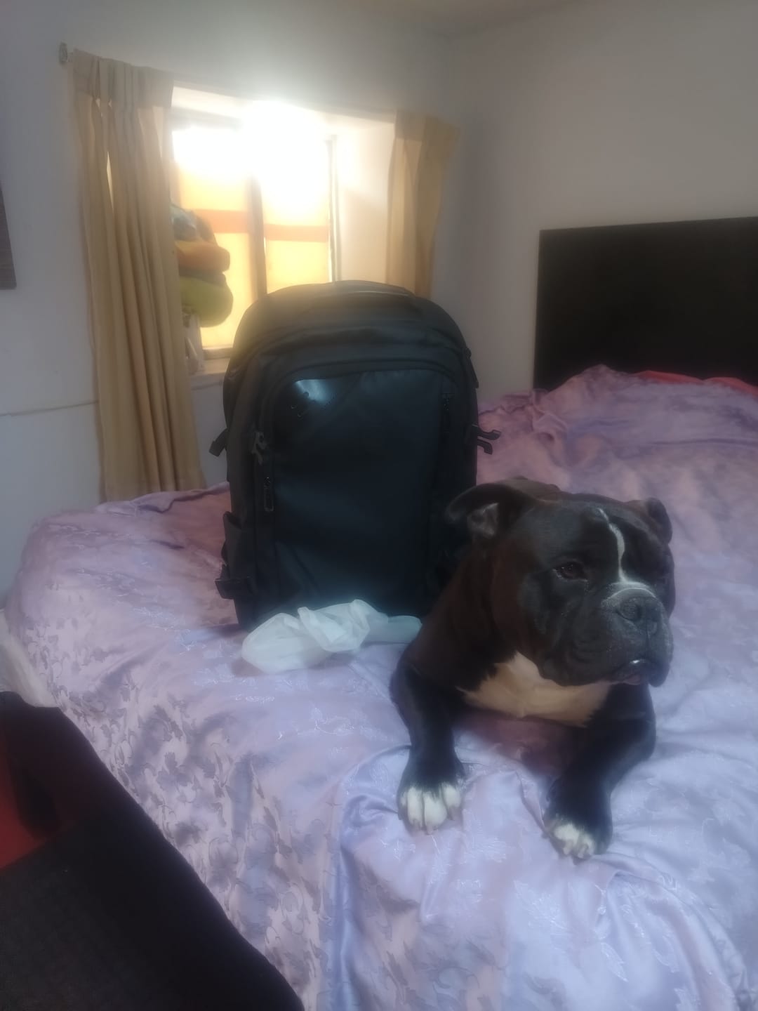 Customer photo review of Tech Backpack Black