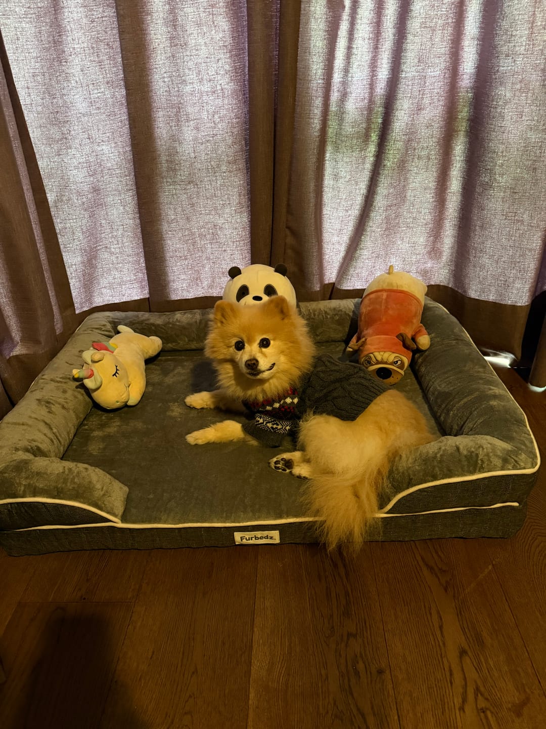 Customer photo review of Manta Relajante para Mascotas