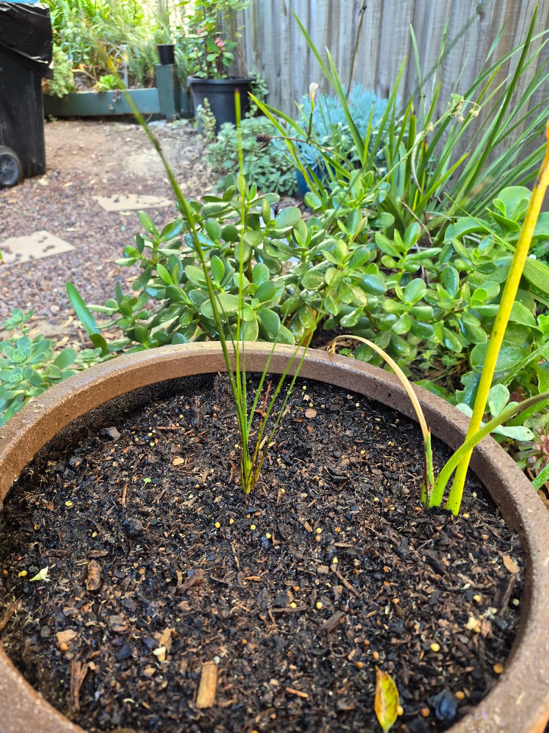 Customer photo review of Grass Tree - Xanthorrhoea glauca