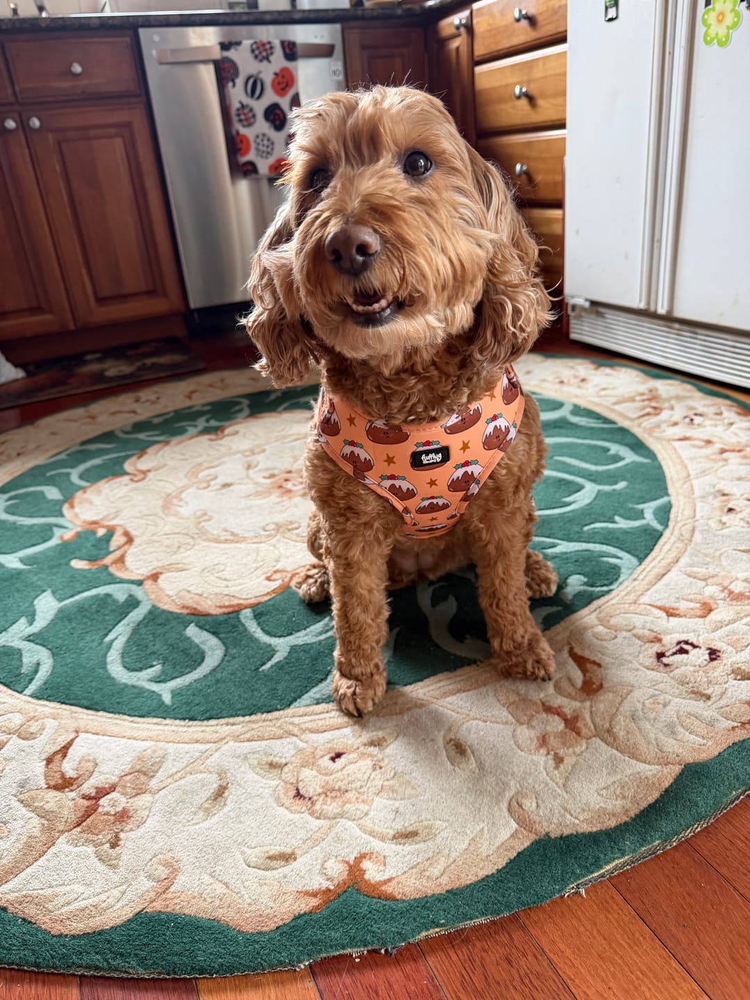 Customer photo review of Adjustable Dog Harness - All Good In The Pud