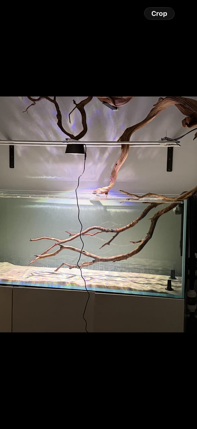 Customer photo review of Illumagic Pixels