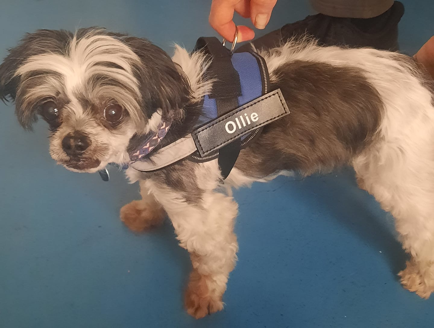 Customer photo review of No Pull Dog Harness Australia – Personalised Name & Phone Number
