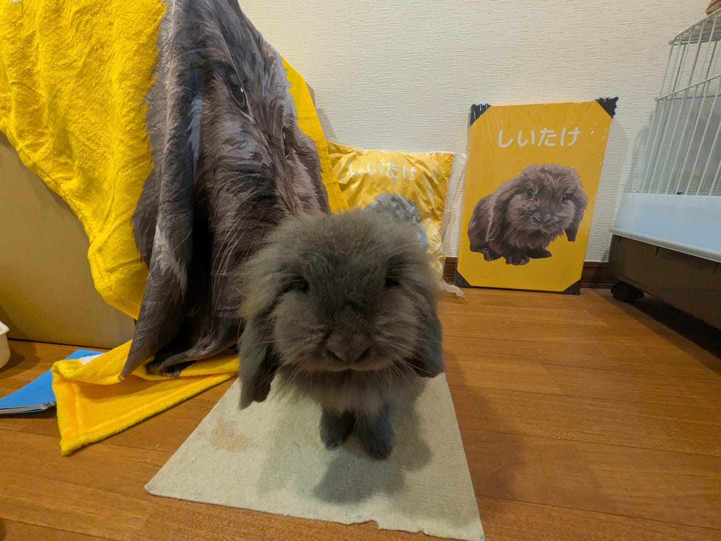 Customer photo review of Petcanva® 品質補償サービス