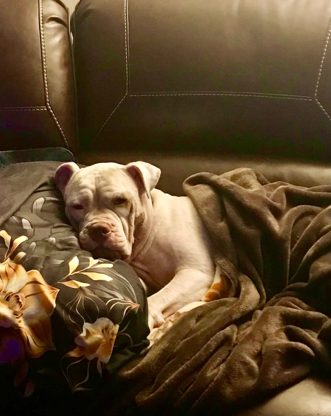 Customer photo review of Cutest Pets of Pupvote Autumn 2026