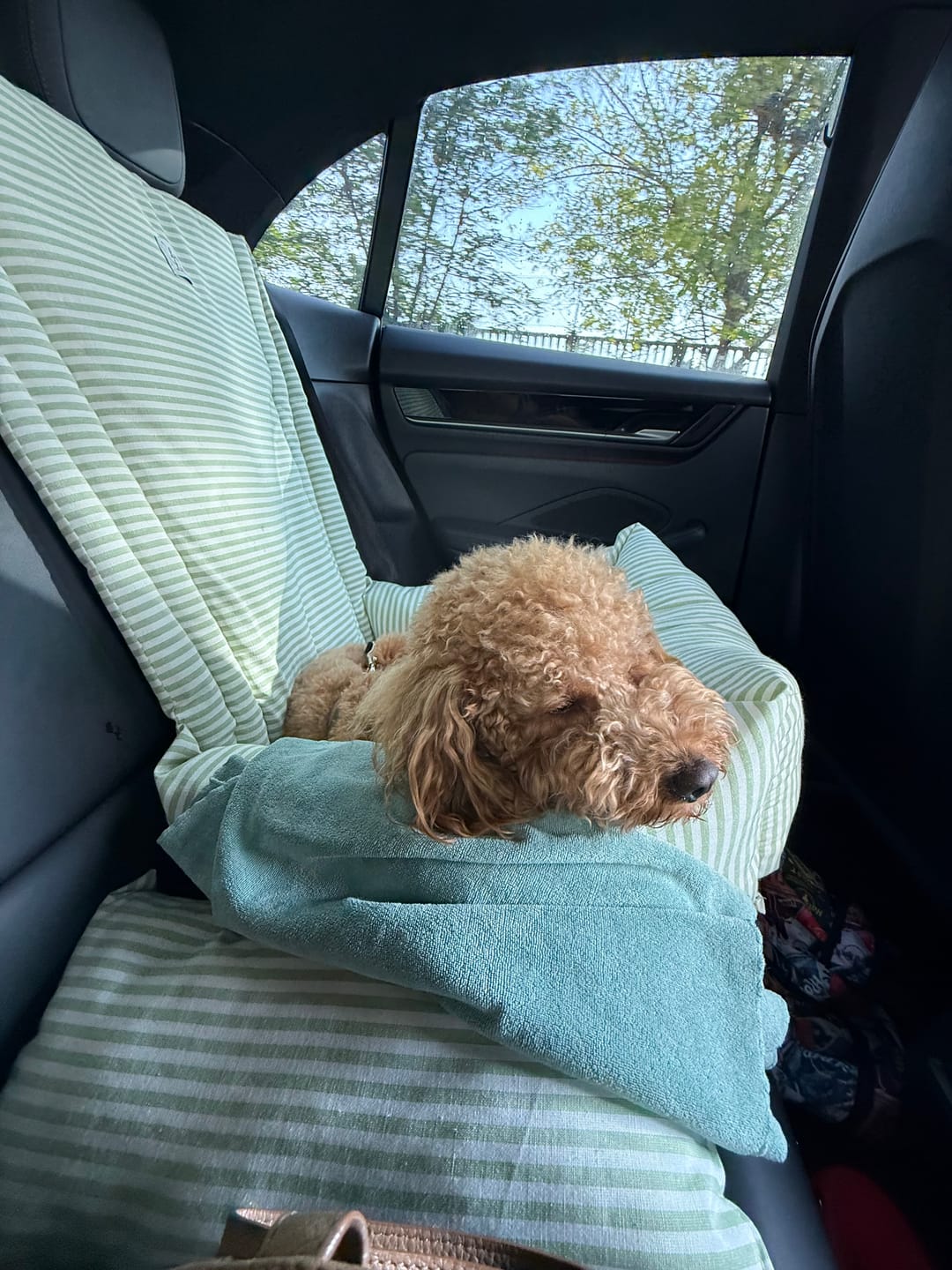 Customer photo review of Seggiolino Auto per Cani a Righe Strette Pistacchio | Leo & Luna