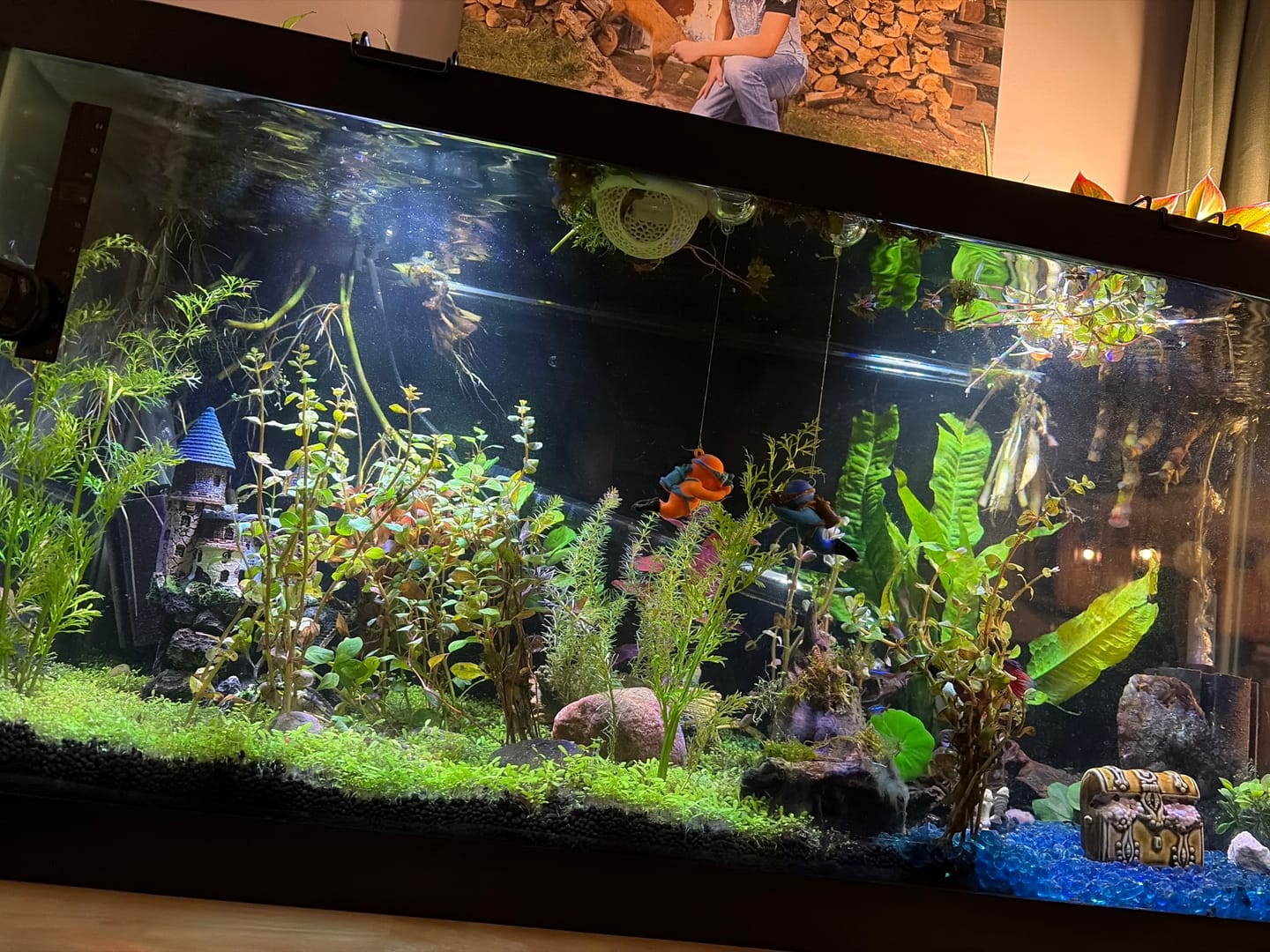 Customer photo review of 10 Assorted Aquarium Plants