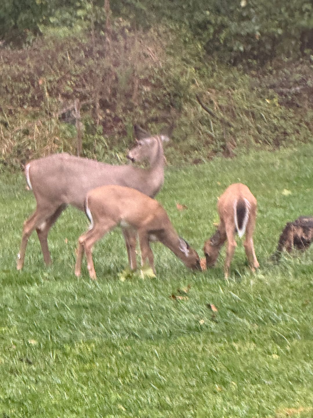 Customer photo review of Stockpile™ Deer Block