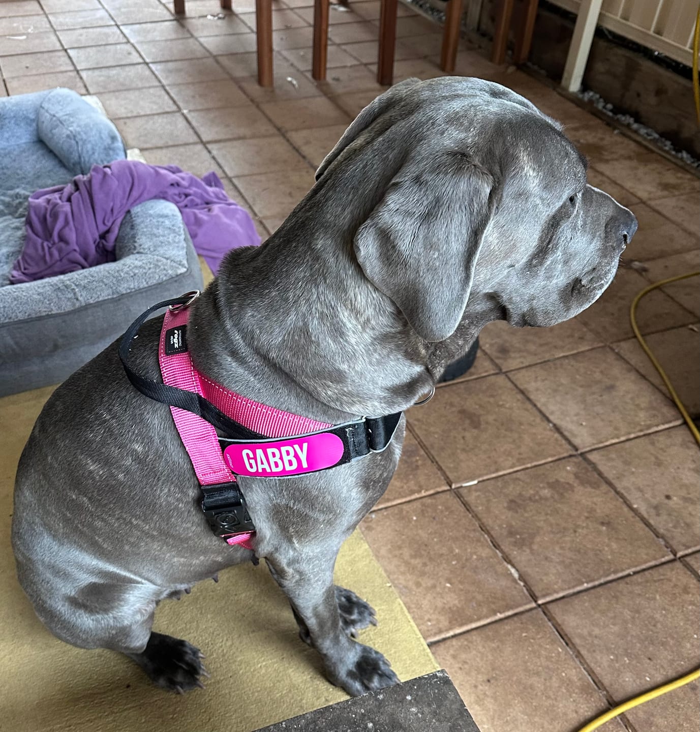 Customer photo review of Personalised Dog Badges That Let Their Personality Shine