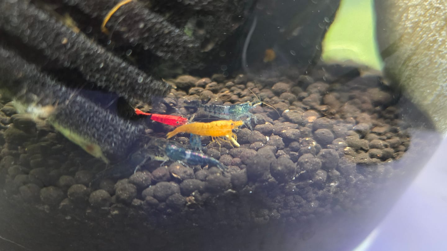 Customer photo review of Neocaridina Skittles Shrimp Pack – Assorted Freshwater Colors