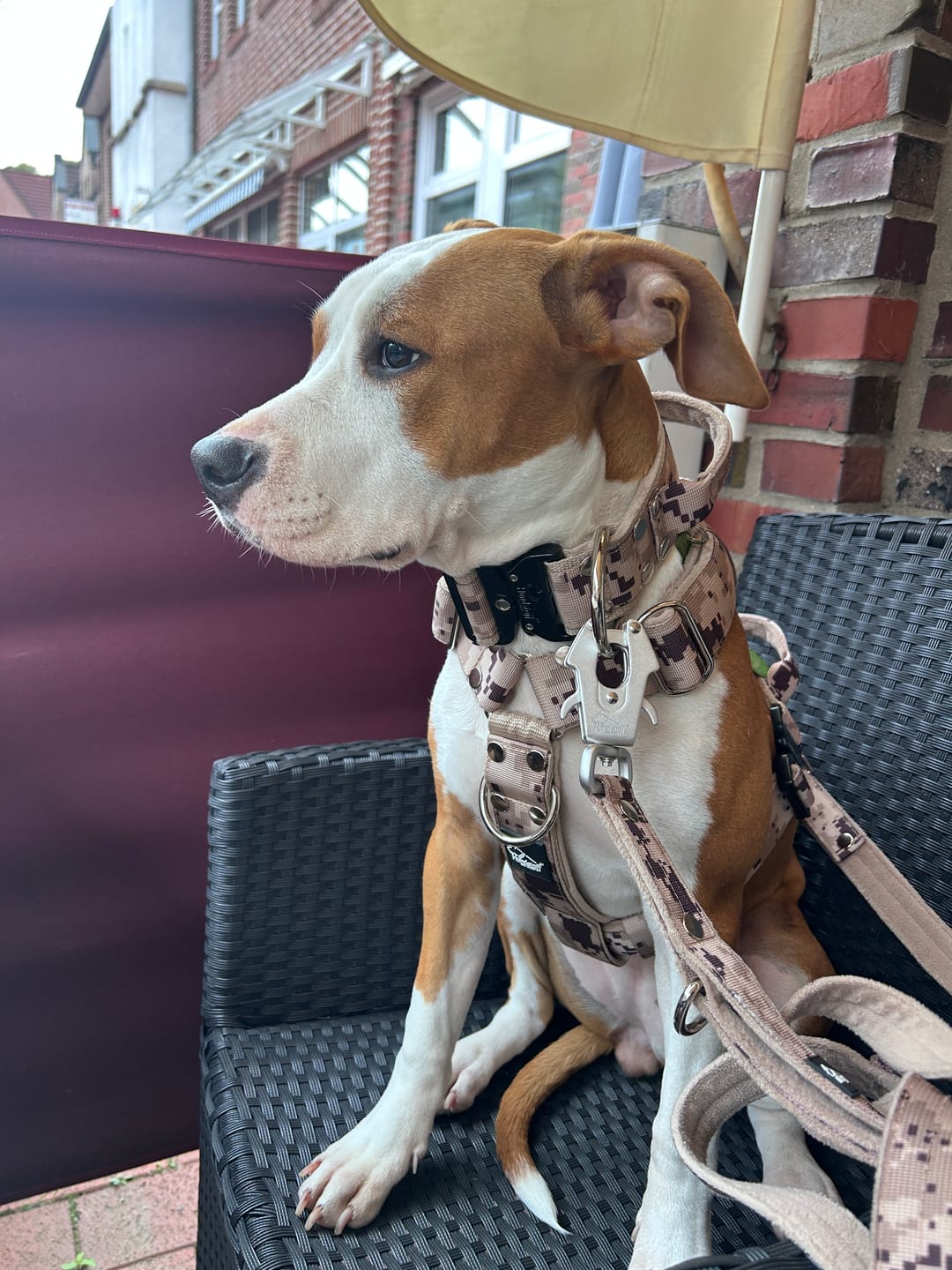 Customer photo review of Easy Walk Extreme Camo Beige - Sele med snabbspänne