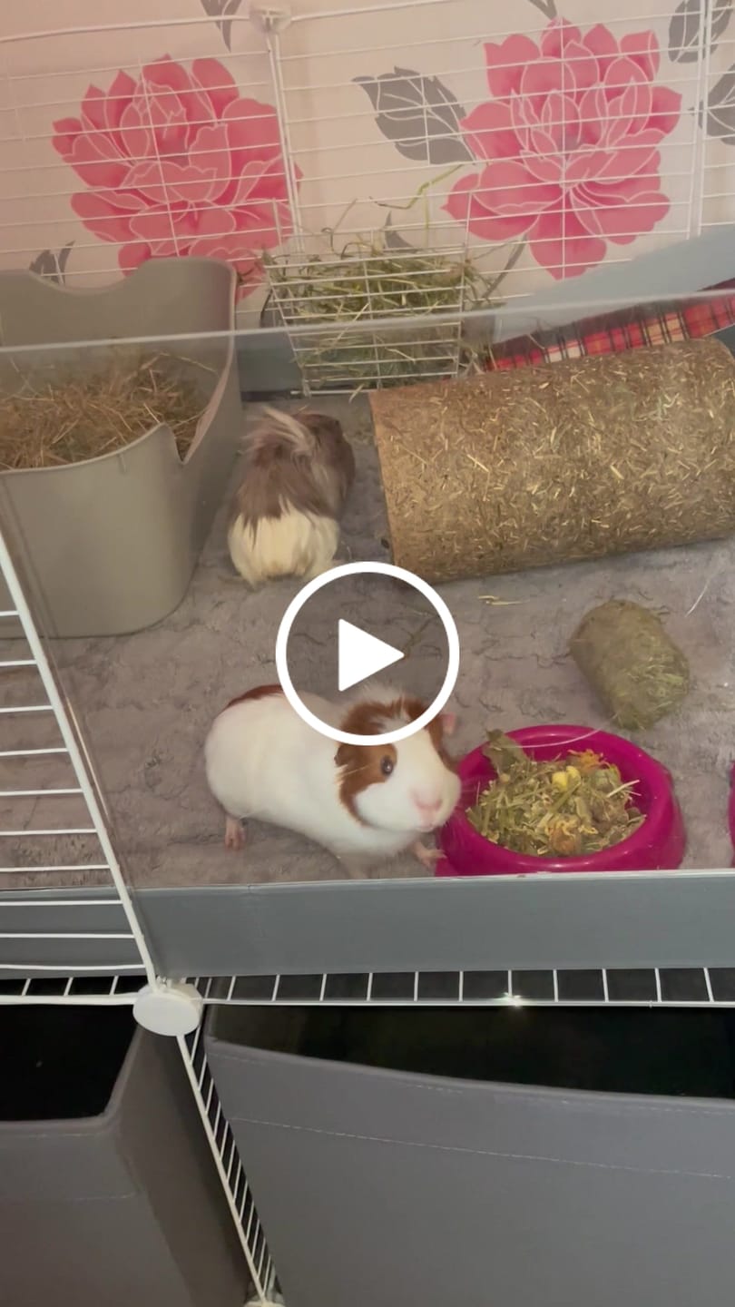 Customer video review of The Kavee C&C Habitat - 5x2
