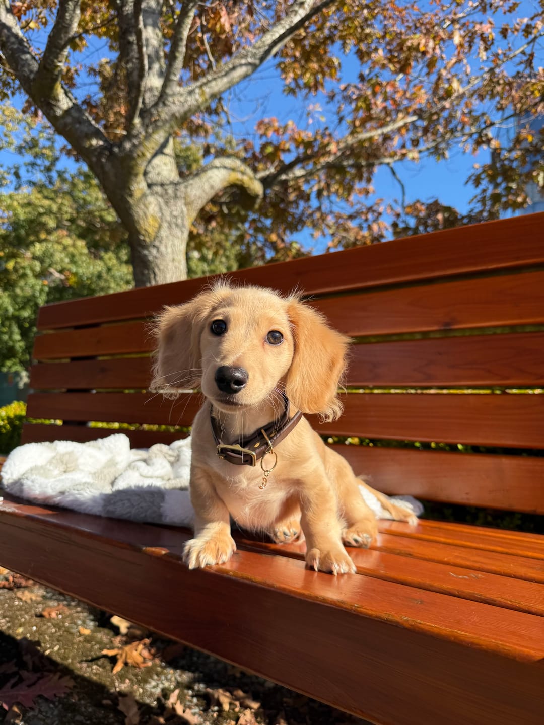 Customer photo review of Espresso - Classic Biothane Dog Collar