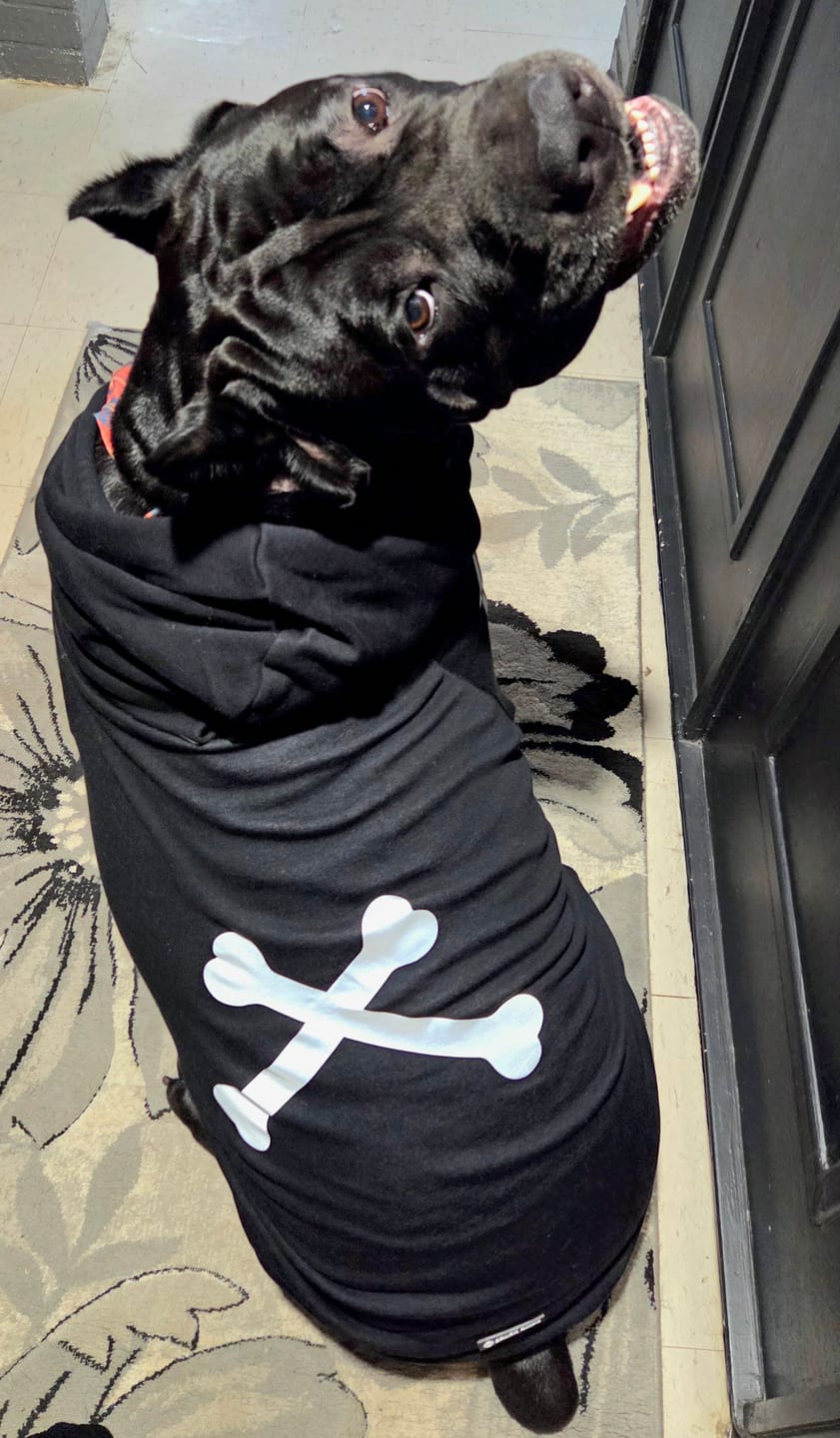 Customer photo review of "WOOF" Dog Hoodie - Black & Reflective