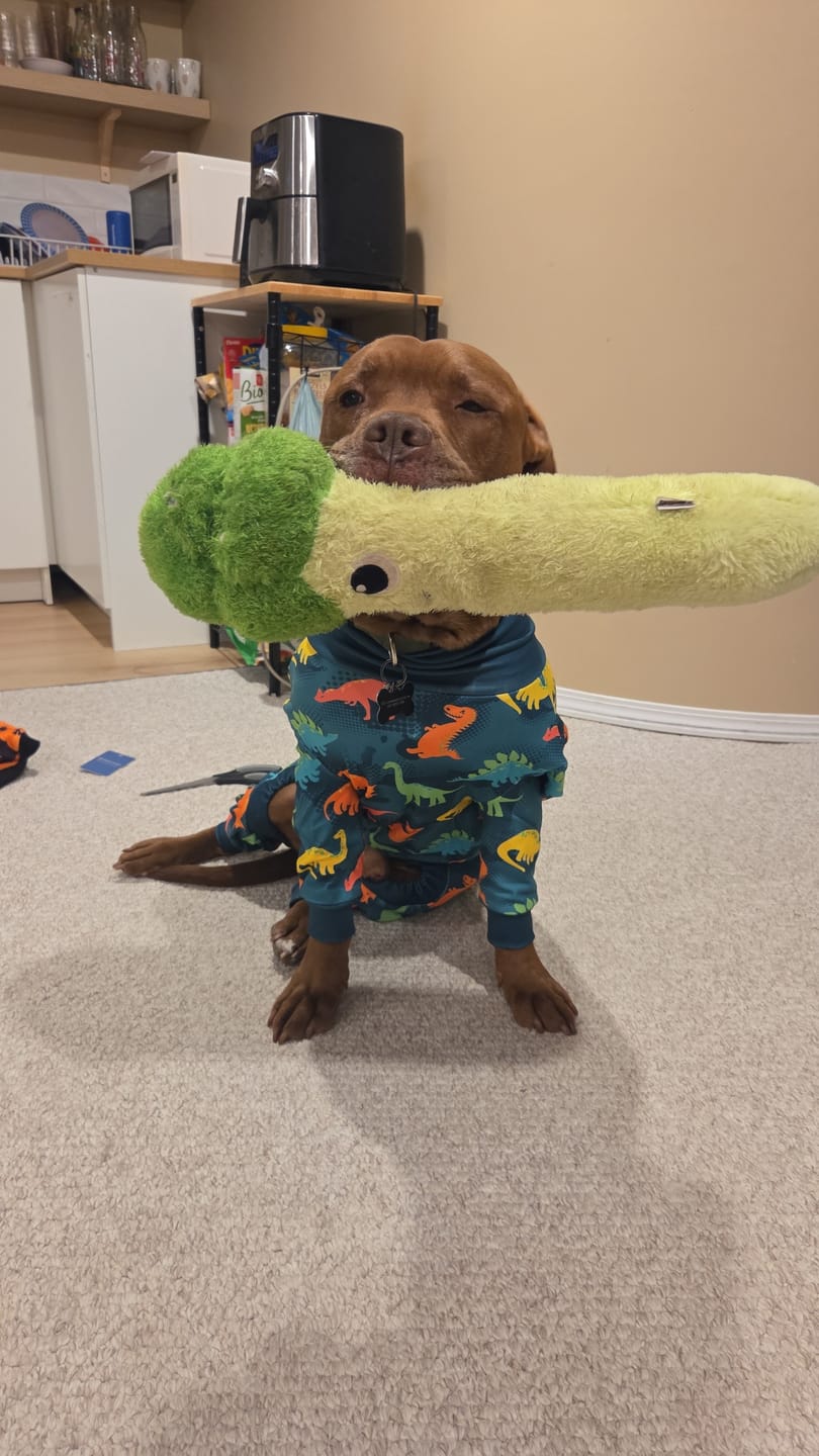 Customer photo review of Dog Pajama - Dinosaurs