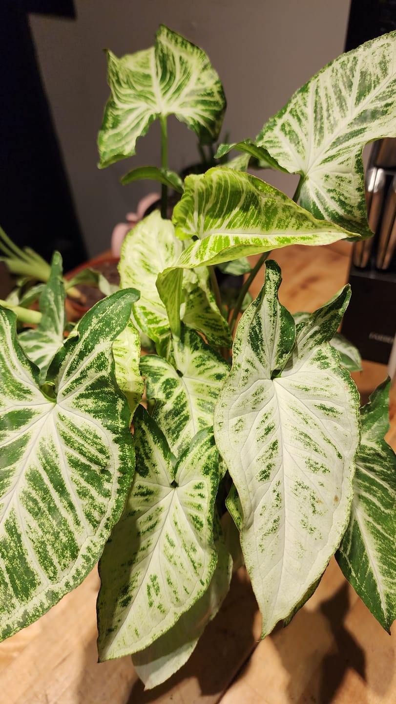 Customer photo review of Syngonium podophyllum 'Randy'