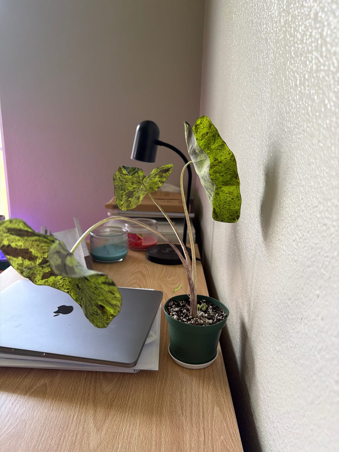 Customer photo review of Colocasia esculenta 'Mojito'