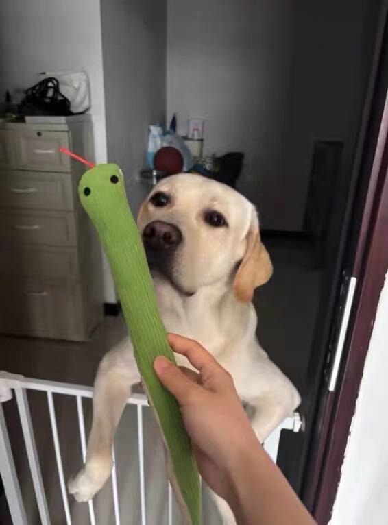 Customer photo review of Calming Snake