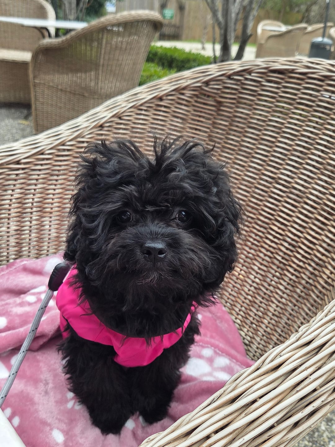 Customer photo review of Puppy Chews