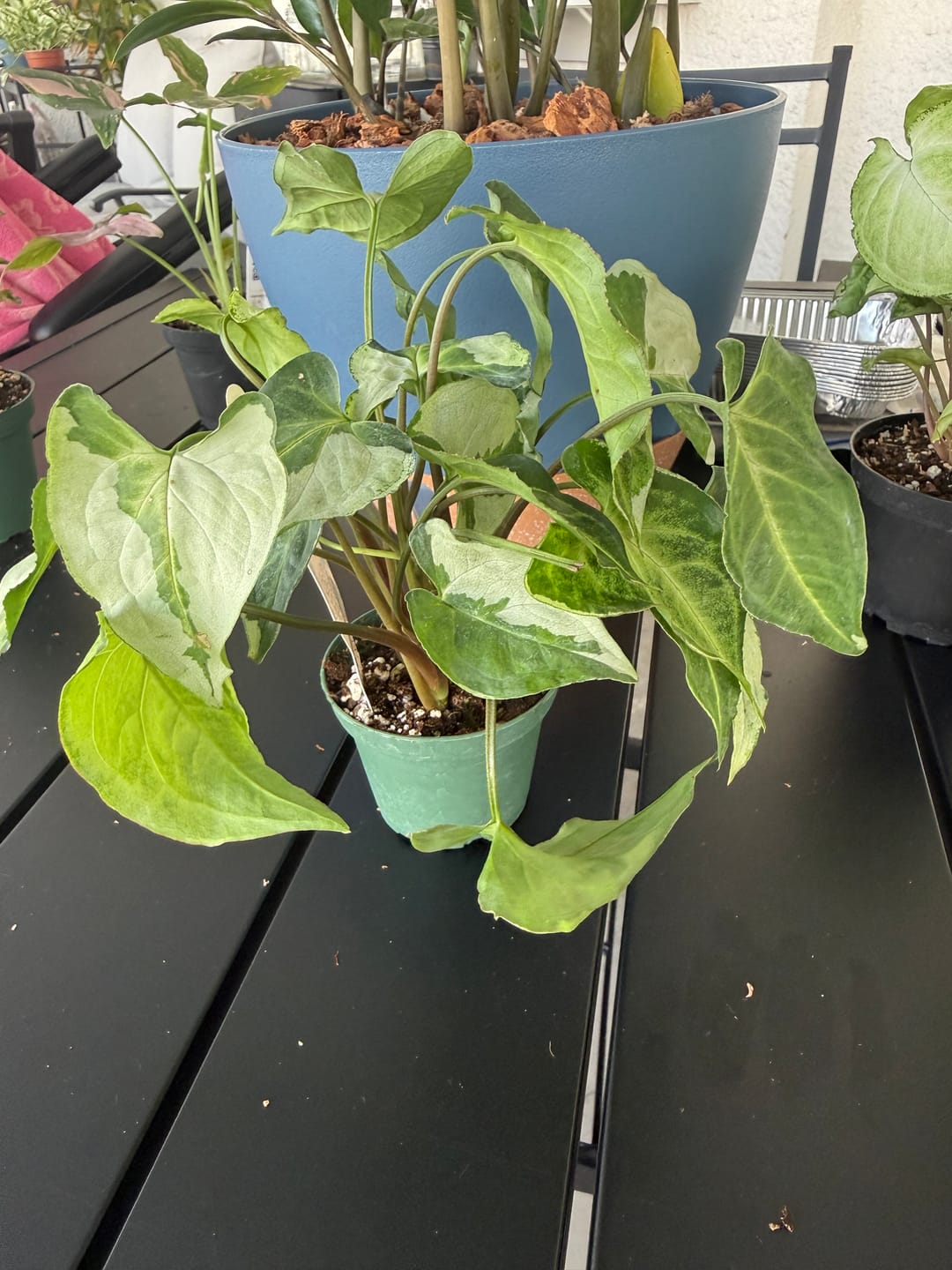 Customer photo review of Syngonium podophyllum 'Three Kings'