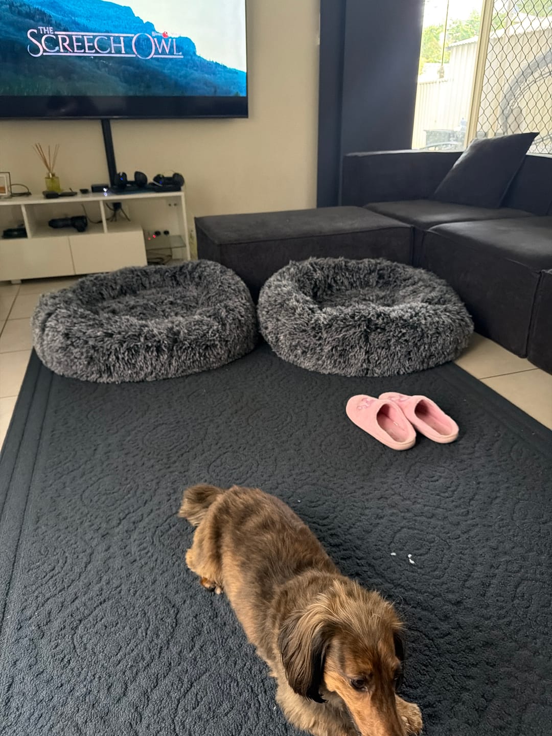 Customer photo review of Calming Pet Bed with Removable Cover